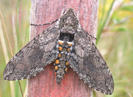 Carolina Sphinx